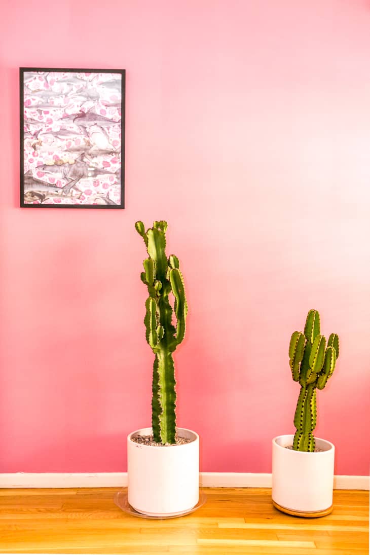 5 Cose affascinanti chì ùn sapiate micca di i Cactus