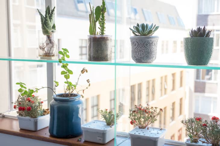 Legg til planter og personvern: DIY glassvindushyllesystem