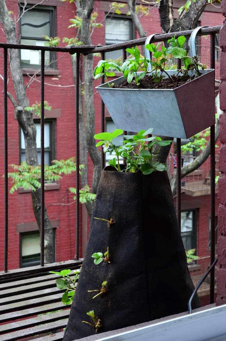 शहरी बागकाम मध्ये रोमांच: द फायर एस्केप फार्म