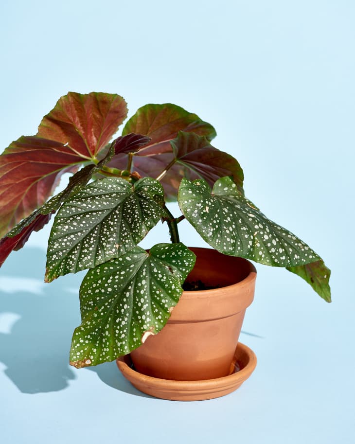 Вашата колекция от стайни растения се нуждае от тези 5 цъфтящи красавици