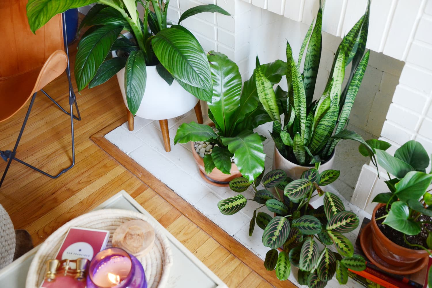 5 izbových rastlín, ktoré nemôžete zabiť premokrením