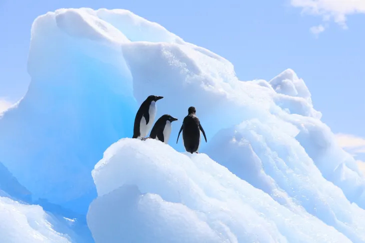 Можете да получите плащане, за да станете офицер по пингвини в Антарктика