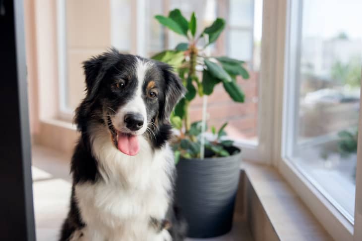 Нов доклад разкрива най -популярните породи кучета в света