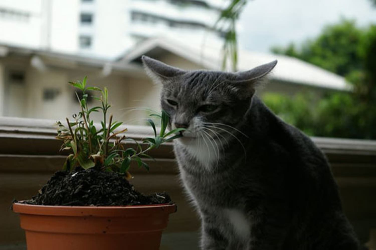 Стайни растения: Как държите котките си далеч?