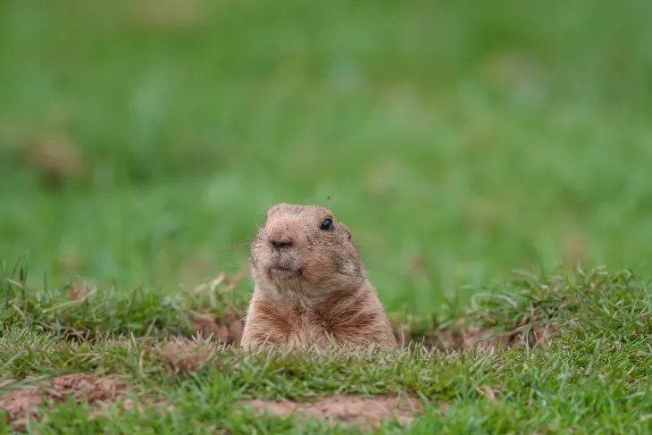 Кой точно е Groundhog? Странната история на Punxsutawney Phil