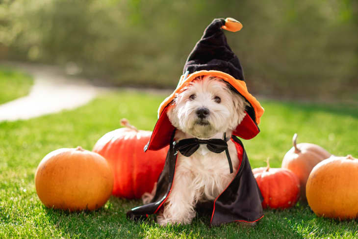 11 strašidelne rozkošných halloweenskych psích kostýmov – keď prestanú byť hot dogom, tekvicou alebo taco