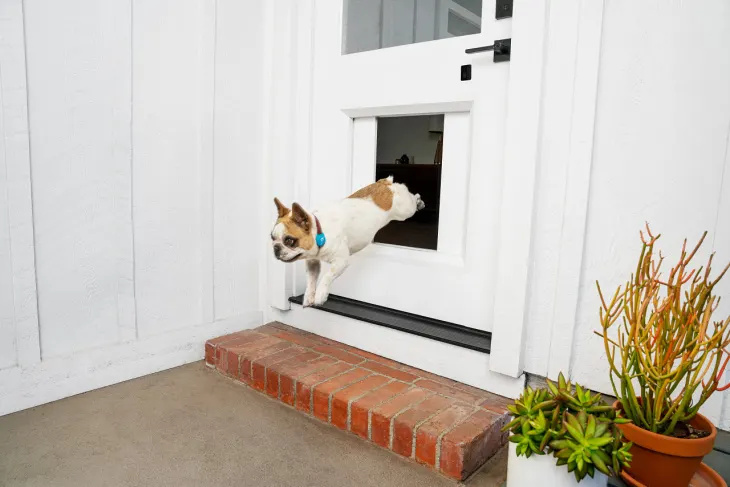 Pateicoties šīm viedajām suņu durvīm, jūs varat izlaist savu suni ārā ar savu tālruni