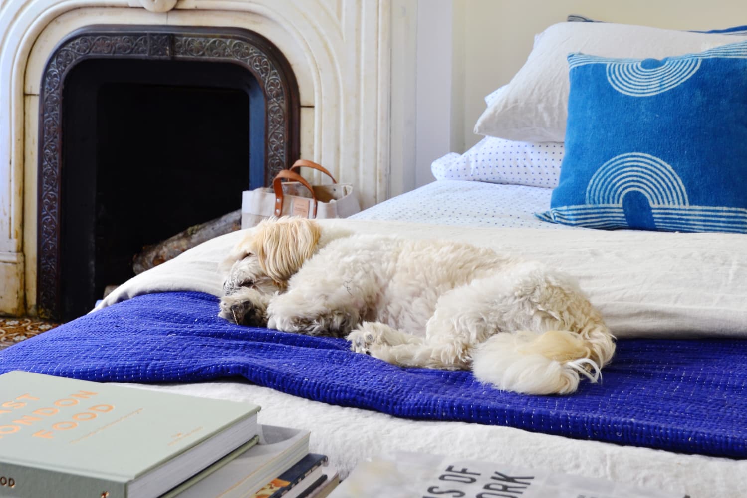 Ръководство за любителите на домашни любимци, които живеят в малки пространства, за справяне с кучешката смъртоносност