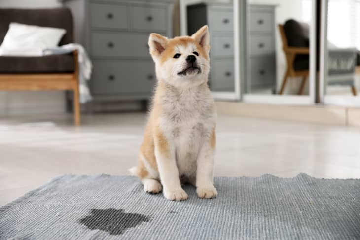   Imatge del producte: Folex Instant Carpet Spot Remover Netejador de catifes