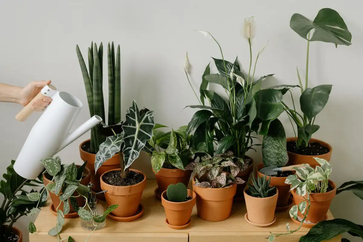 Ako sa starať o orchidey: 7 tipov pre zdravší život vašich kvetov