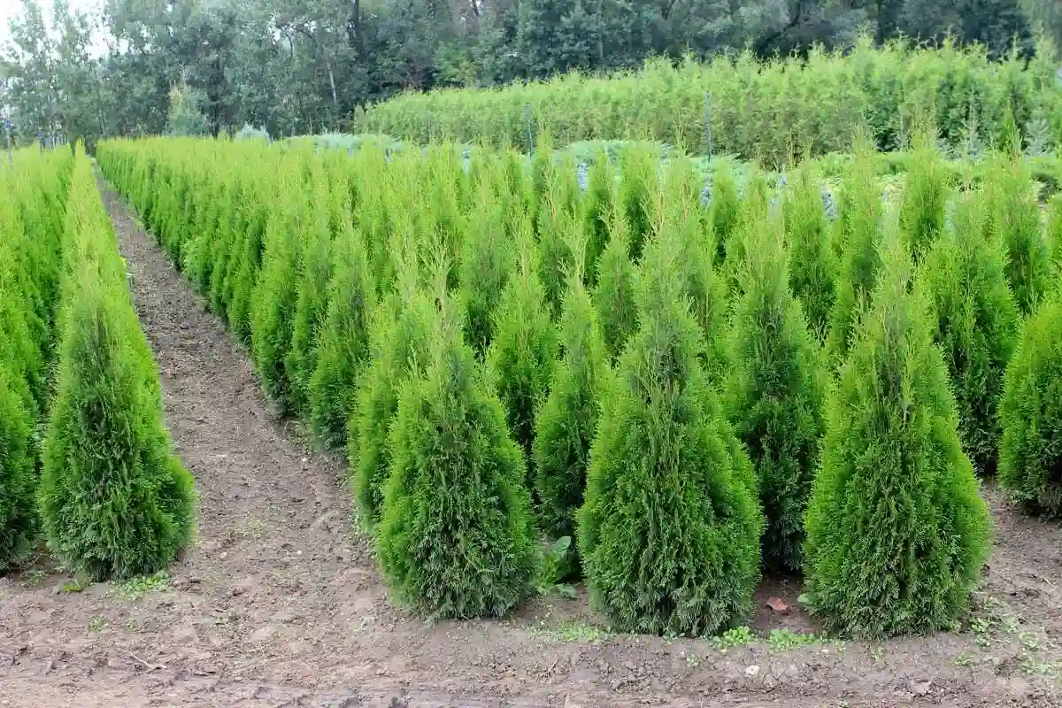 Ako sa starať o túje v horúčavách: Chyby, ktoré ich môžu zničiť!