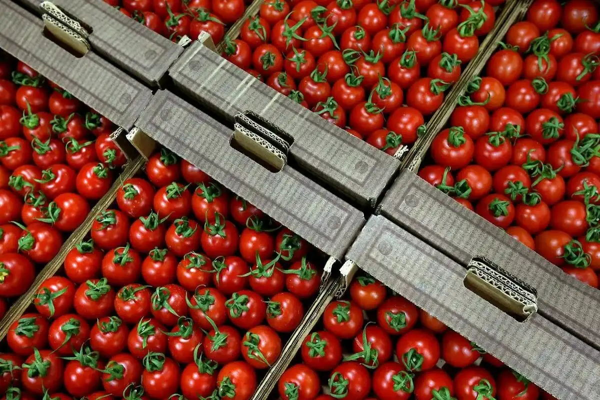 Ako vybrať dokonalé paradajky v supermarkete: Praktické tipy