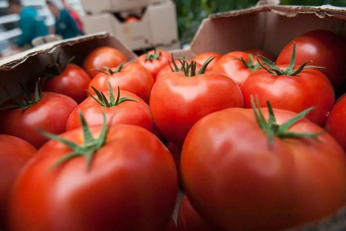 Ako vybrať dokonalé paradajky v supermarkete: Praktické tipy