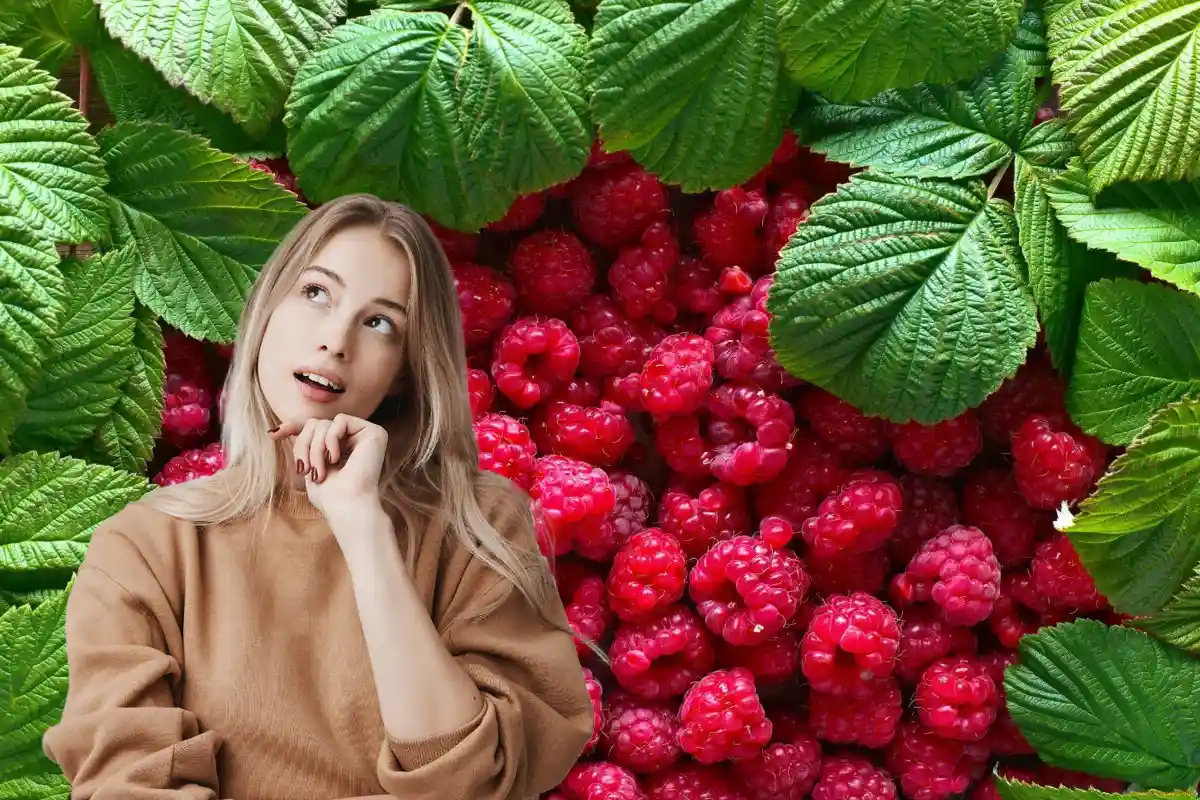 Jedna vec, ktorá zmení všetko: Ako správne mulčovať maliny pre úrodu plnú košíkov