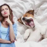 Prečo pes škrabe posteľ pred spaním? Vysvetlenie od veterinára