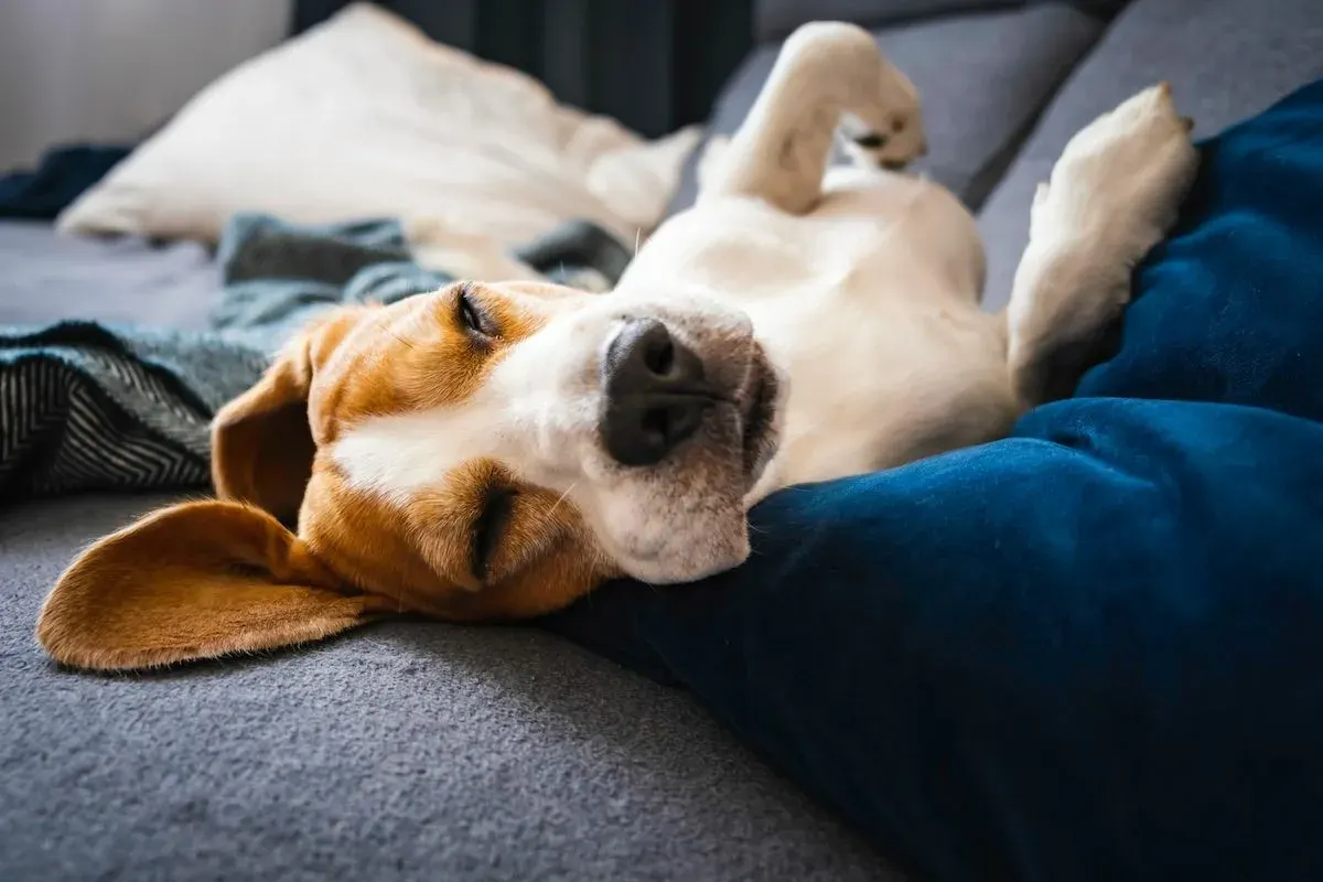 Prečo pes škrabe posteľ pred spaním? Vysvetlenie od veterinára